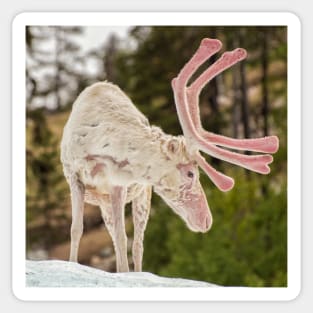 Snowy the Pink-Antlered Reindeer Sticker